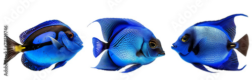 blue tang fish on white background created with generative