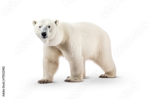 Polar Bear isolated on a white background