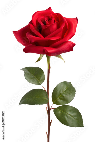 a rose in transparent background