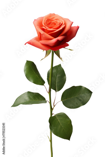Fototapeta Naklejka Na Ścianę i Meble -  a rose in transparent background