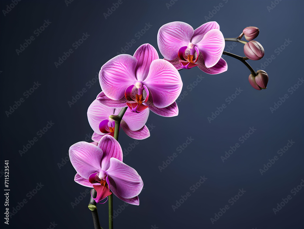 Orchid flower in studio background, single orchid flower, Beautiful flower images Orchid flower in studio background, single orchid flower, Beautiful flower images
