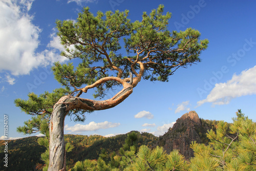 A lonely pine tree against the backdrop of the Takmak rock in the Stolby National Park in Krasnoyarsk. photo