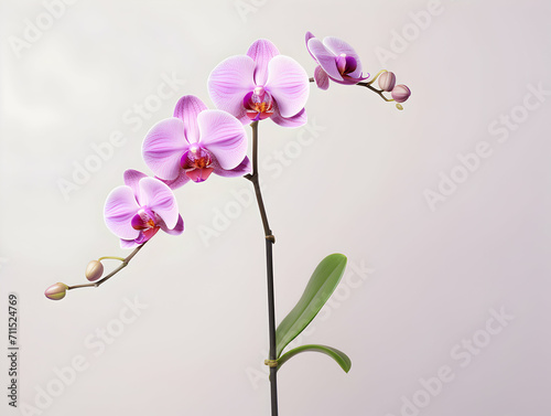 Orchid flower in studio background  single orchid flower  Beautiful flower images