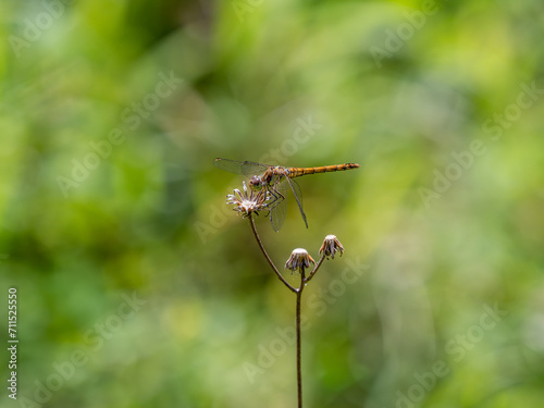Common Darter Dragonfly Resting on a Plant