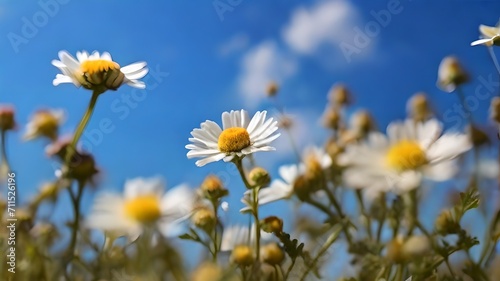 A field of wild daisies under a clear blue sky, depicting the essence of spring and renewal. AI