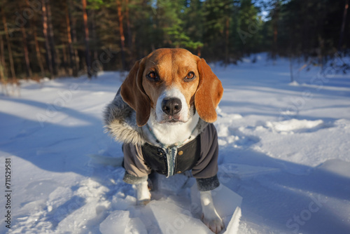 Beagle dog sitting on the snow wearing winter outfit forest on the background