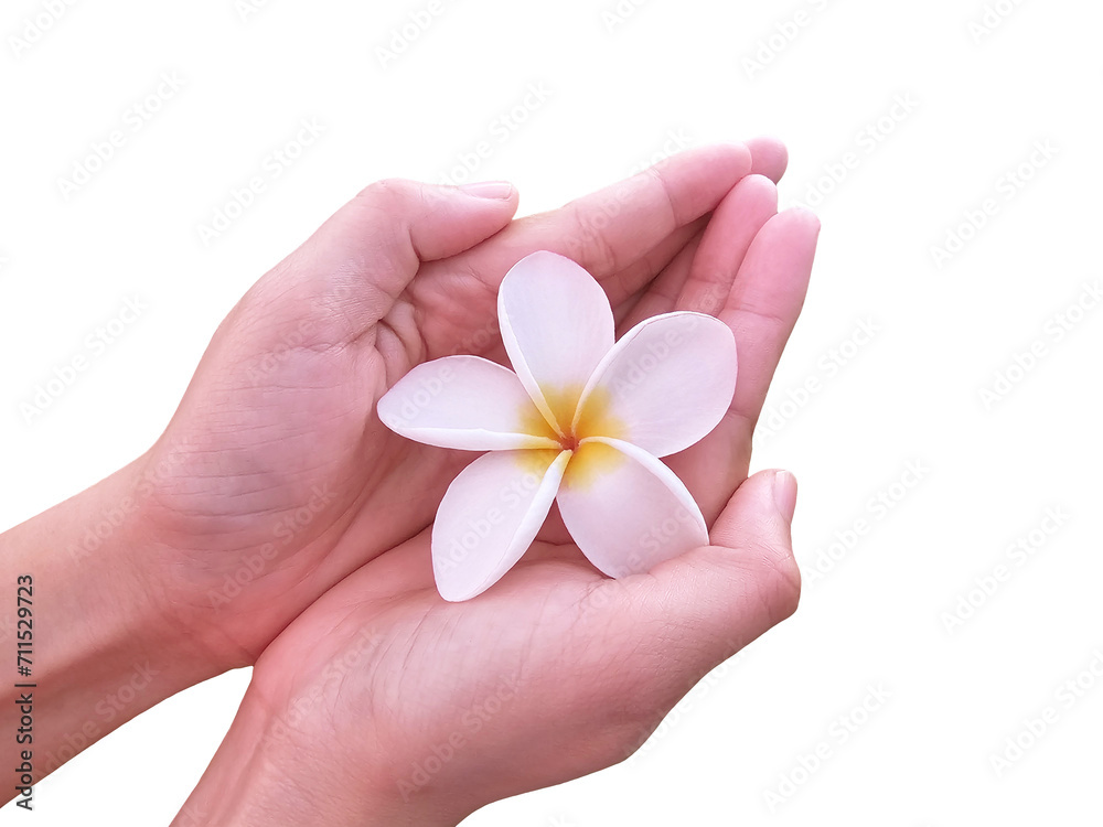 Hand holding frangipani flower isolated on white background Hand holding frangipani flower isolated on white background