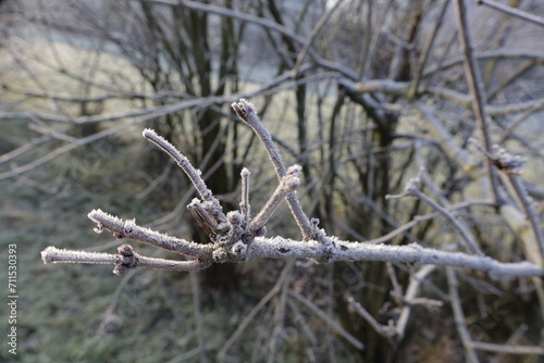 Frosty winter closeup of tree branch.