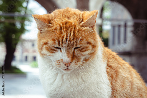 Portrait of a ginger cat with closed eyes