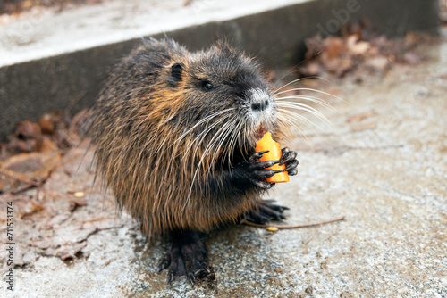 Brown nutria eats carrots in the park.