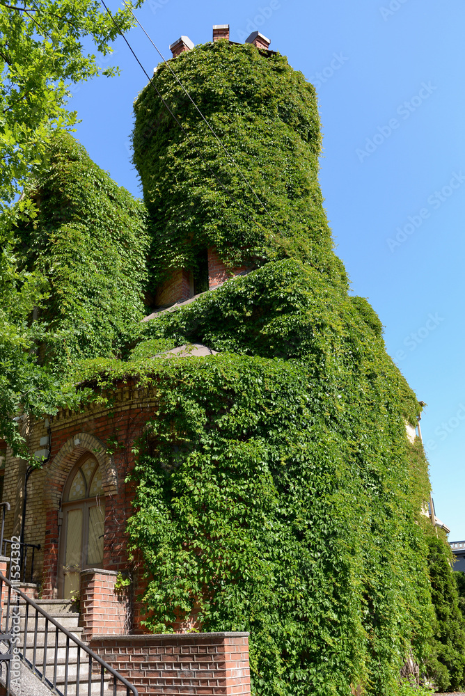 The round tower of the building is covered with green ivy, blue sky, city, Tallinn, Estonia