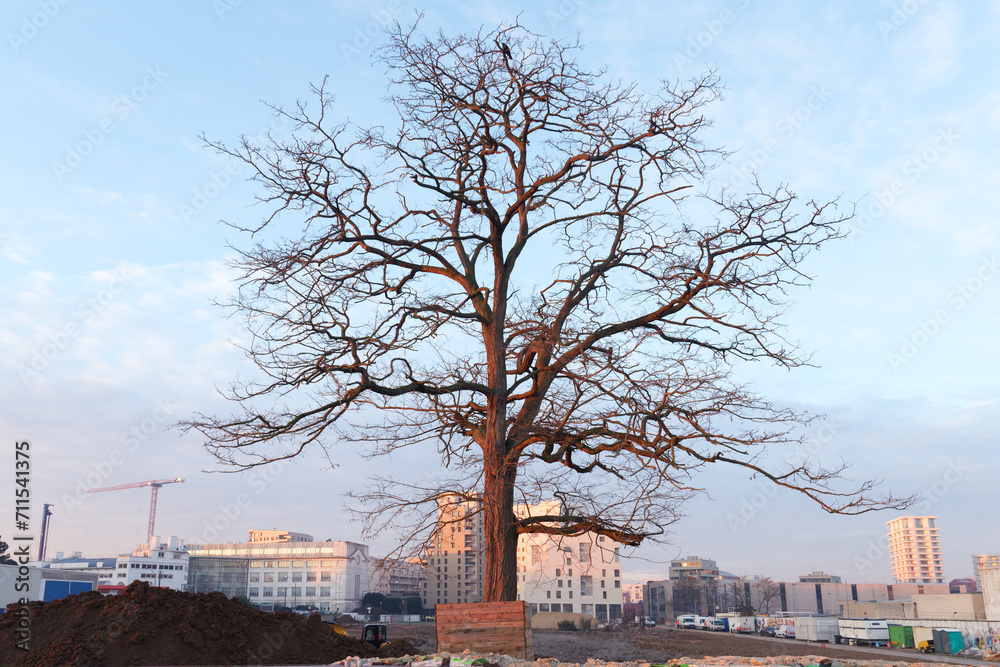 Solitary tree in an urban wasteland. Ivry-sur-Seine city