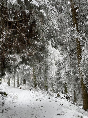 Waldweg im Winter bei Schnee