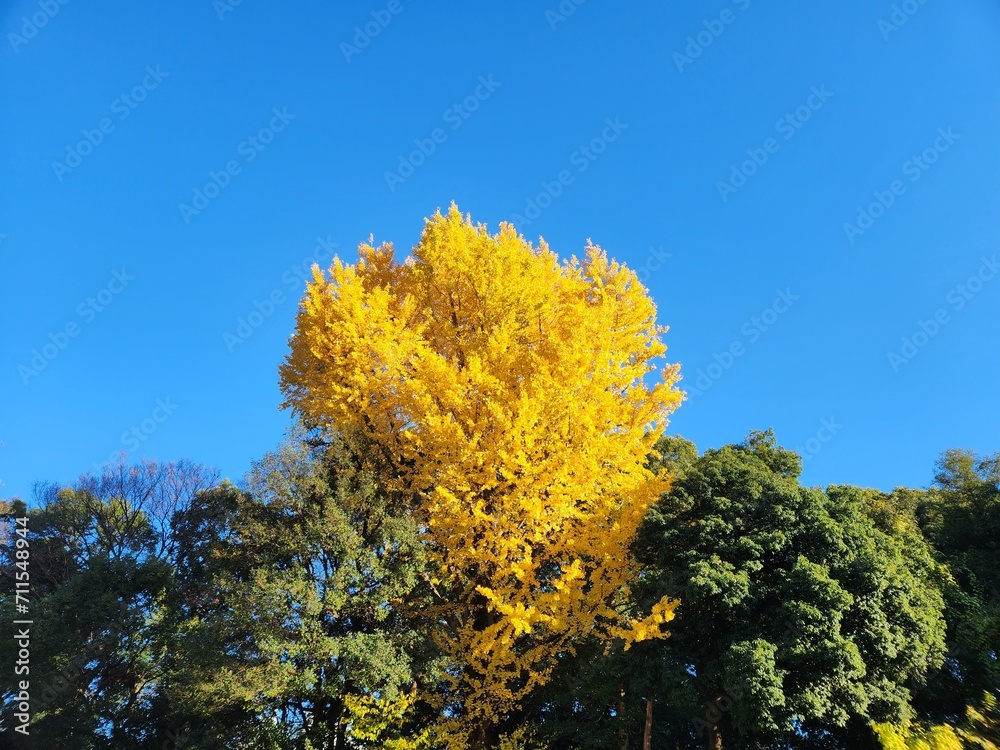 Fototapeta premium SF4