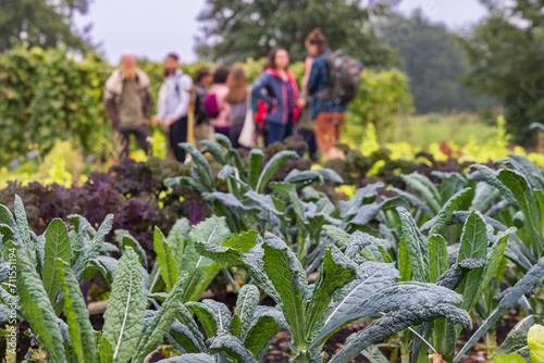 Open day and guided tour in Urban community garden Het Lichtveen in Bennekom Gelderland province in The Netherlands photo