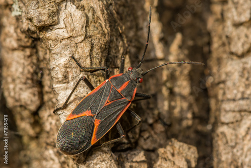 Boxelder Bug - Boisea trivittata photo
