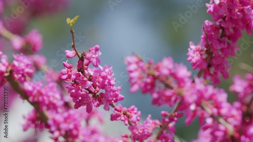 European Cercis Or Judas Tree And European Scarlet. Cercis Siliquastrum Branches With Pink Flowers In Spring. Close up. photo