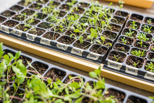 Sunflower seedlings sprouting in grow trays outdoors