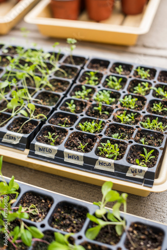Dye Flower seedlings sprouting in grow trays outdoors
