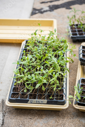 Dye Flower seedlings sprouting in grow trays outdoors