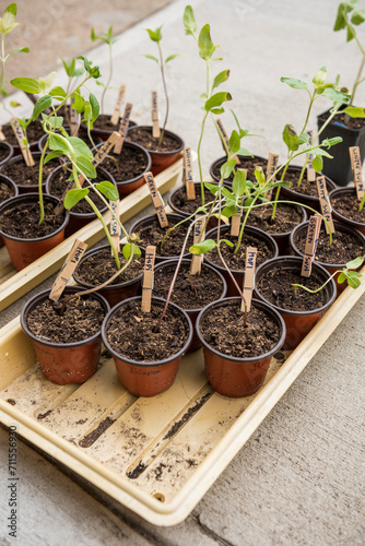 Sunflower seedlings sprouting in grow trays outdoors