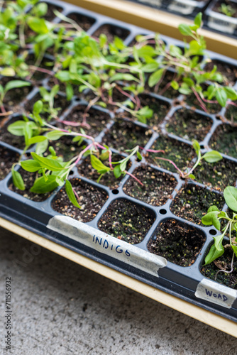 Indigo and Woad dye flower seedlings sprouting in grow trays outdoors