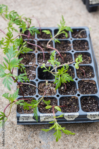 Dye Flower seedlings sprouting in grow trays outdoors