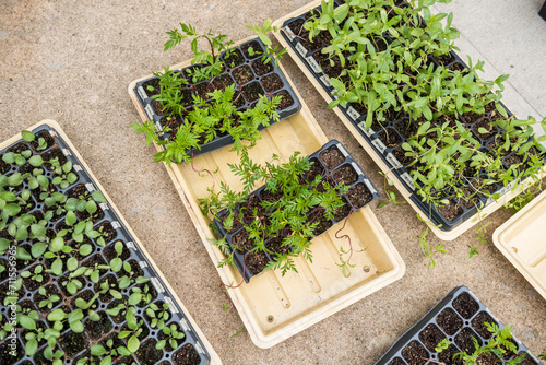 Dye Flower seedlings sprouting in grow trays outdoors