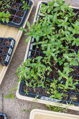 Dye Flower seedlings sprouting in grow trays outdoors photo