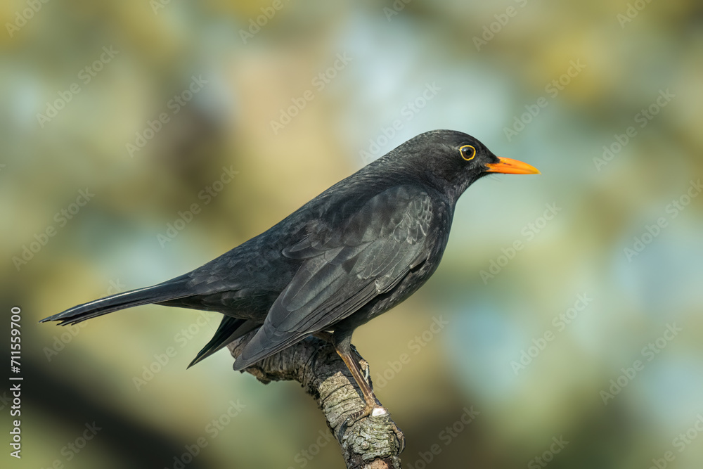 blackbird on a branch