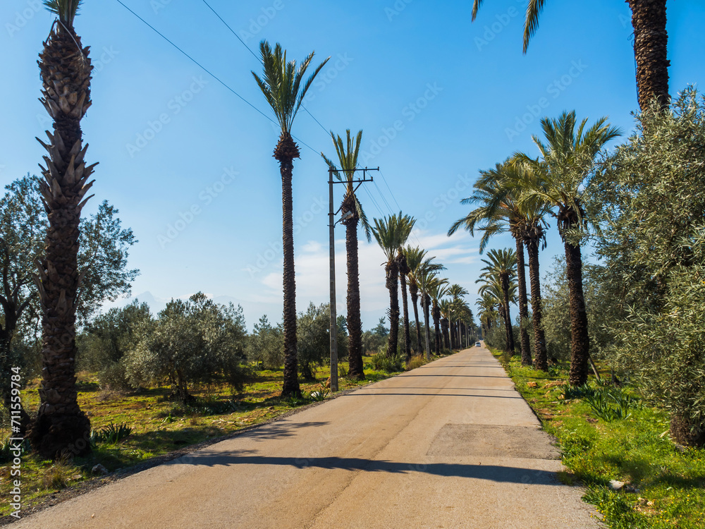 Fototapeta premium Asphalt road among palm trees. Palm trees stand in a row one after another. South travel concept. Beautiful nature without people. Copy space. Design