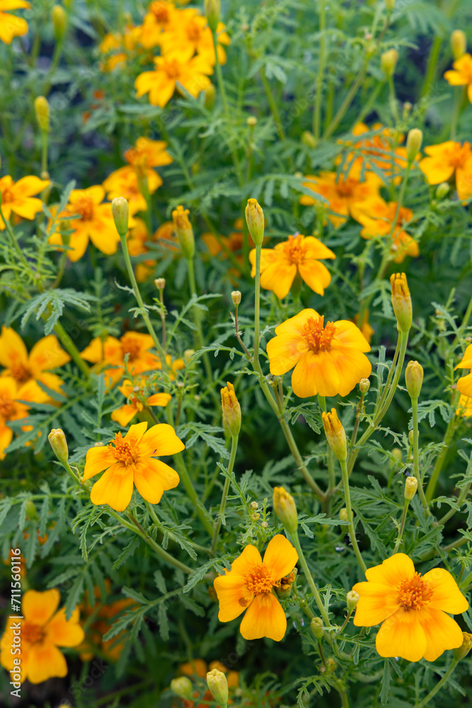 Marigolds in vegetable garden as natural crop protection against nematodes