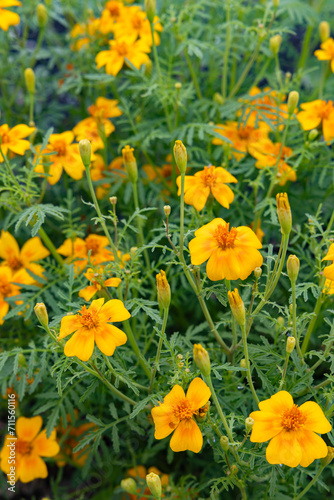 Fototapeta Naklejka Na Ścianę i Meble -  Marigolds in vegetable garden as natural crop protection against nematodes