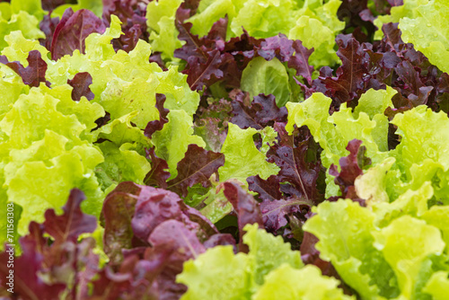 Close-up of mixed lettuce with raindrops growing in vegetable garden