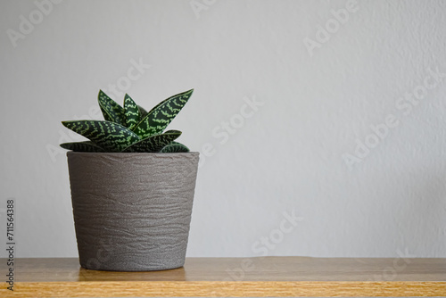 Succulent Aloe plant in a flowerpot