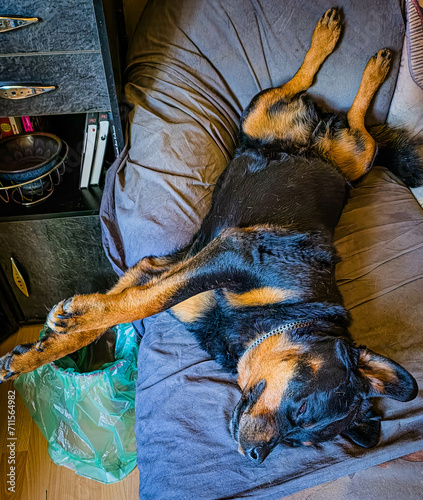 Schlafender Rottweiler