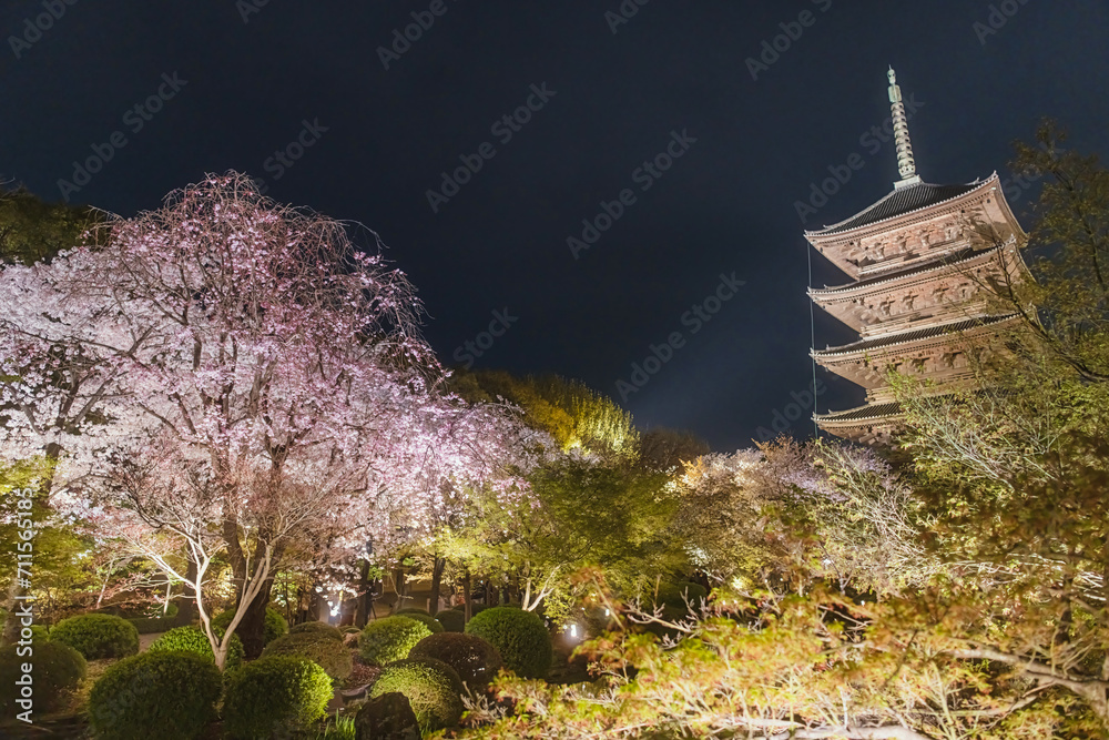 京都 ライトアップされた東寺の夜桜 京都 ライトアップされた東寺の夜桜