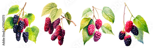 Watercolor painting of a mulberry fruit on the branch, set isolated on white background. Cut out PNG illustration on transparent background.