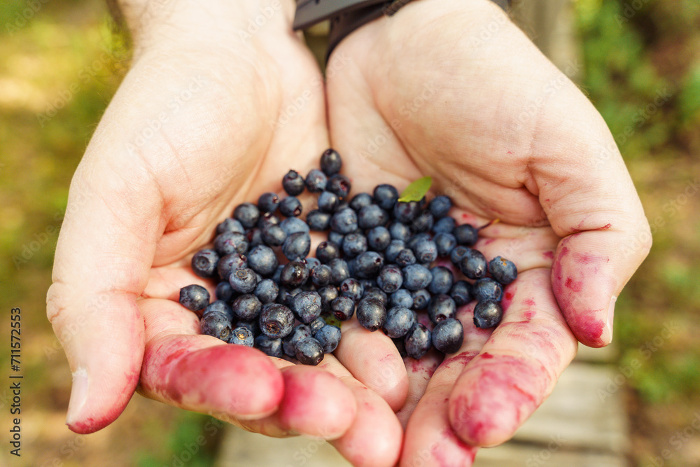 A person holds a handful of freshly picked wild blueberries in his hands A person holds a handful of freshly picked wild blueberries in his hands
