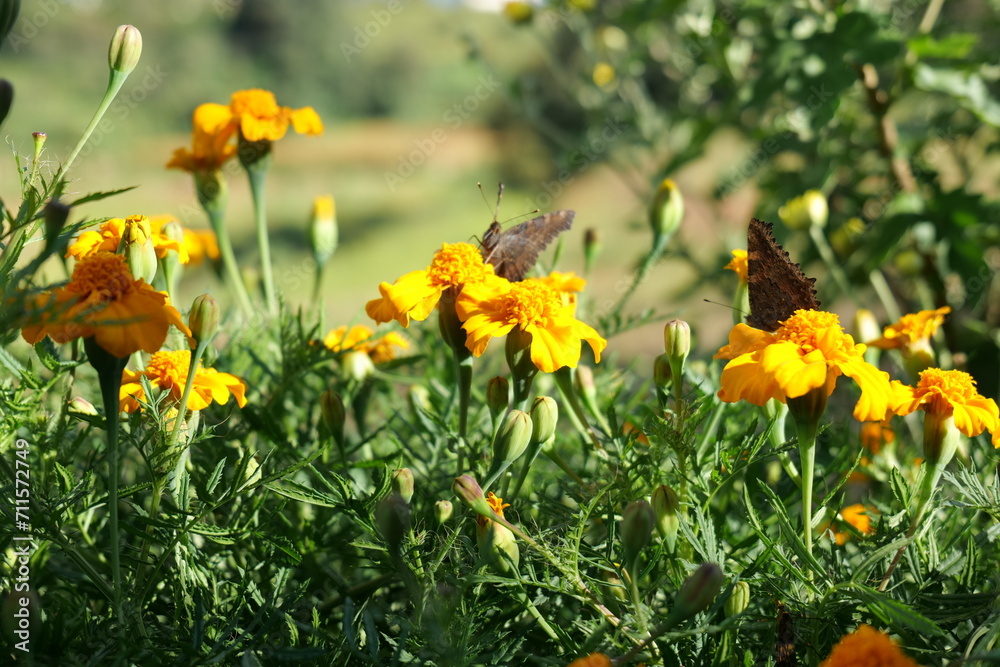 Obraz premium Speckled wood butterflies on vibrant marigolds