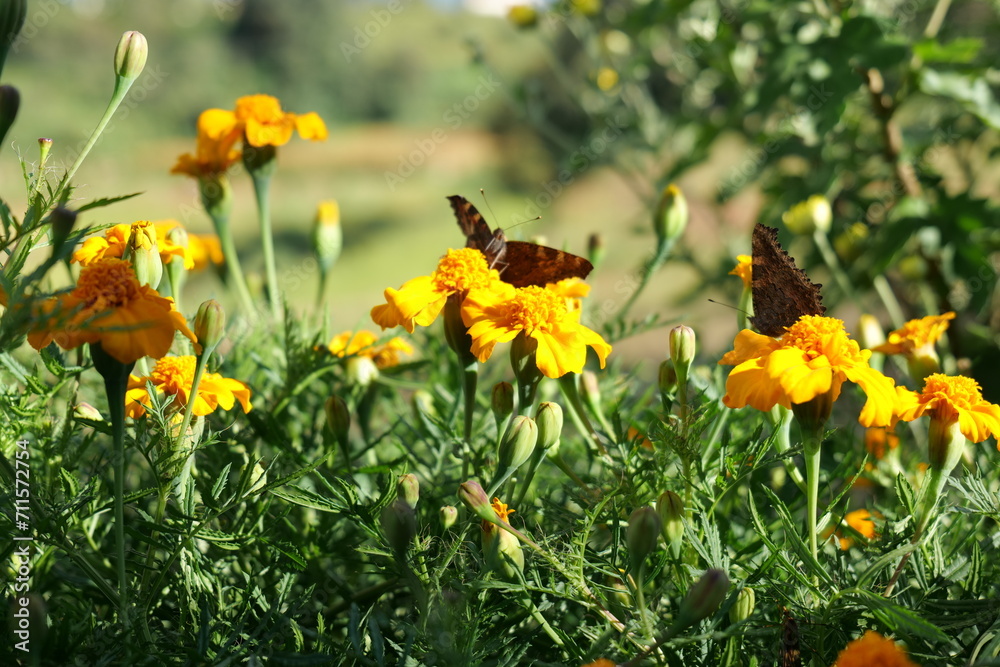 Speckled wood butterflies on vibrant marigolds