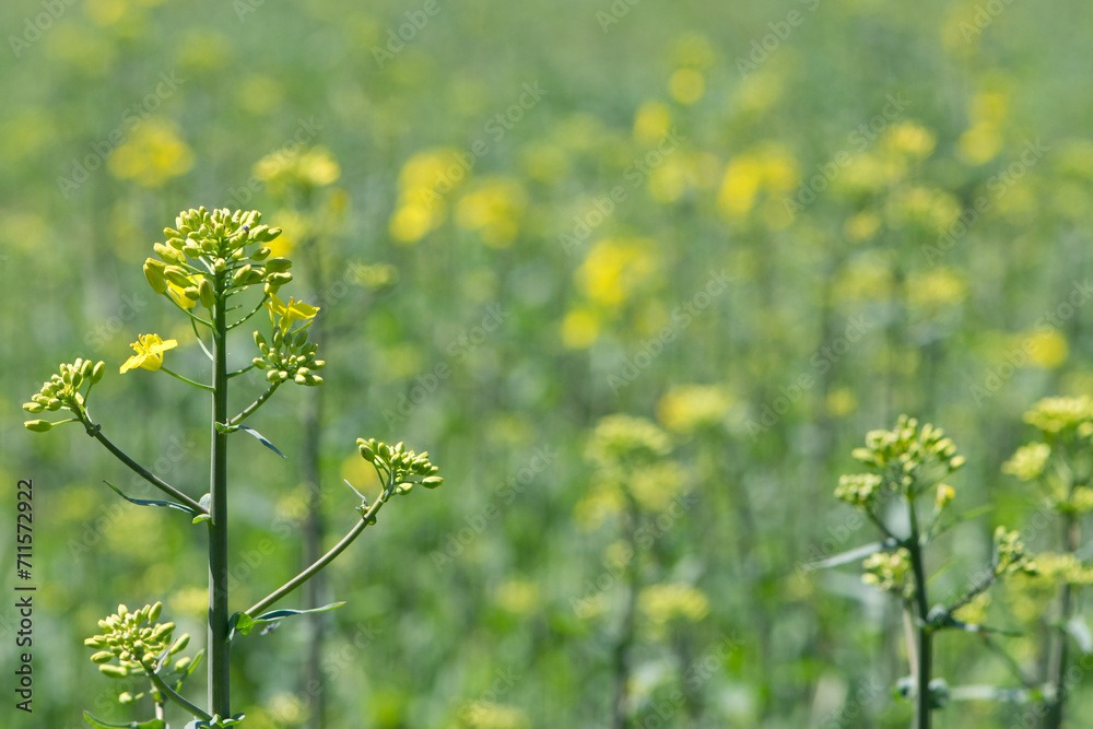 Fototapeta premium Rapeseed. Brassica napus. are blooming in sunny summer day. yellow flower, isolated on blurred natural background. agriculture, in Europe or Asia. floral background, close-up. soft focus