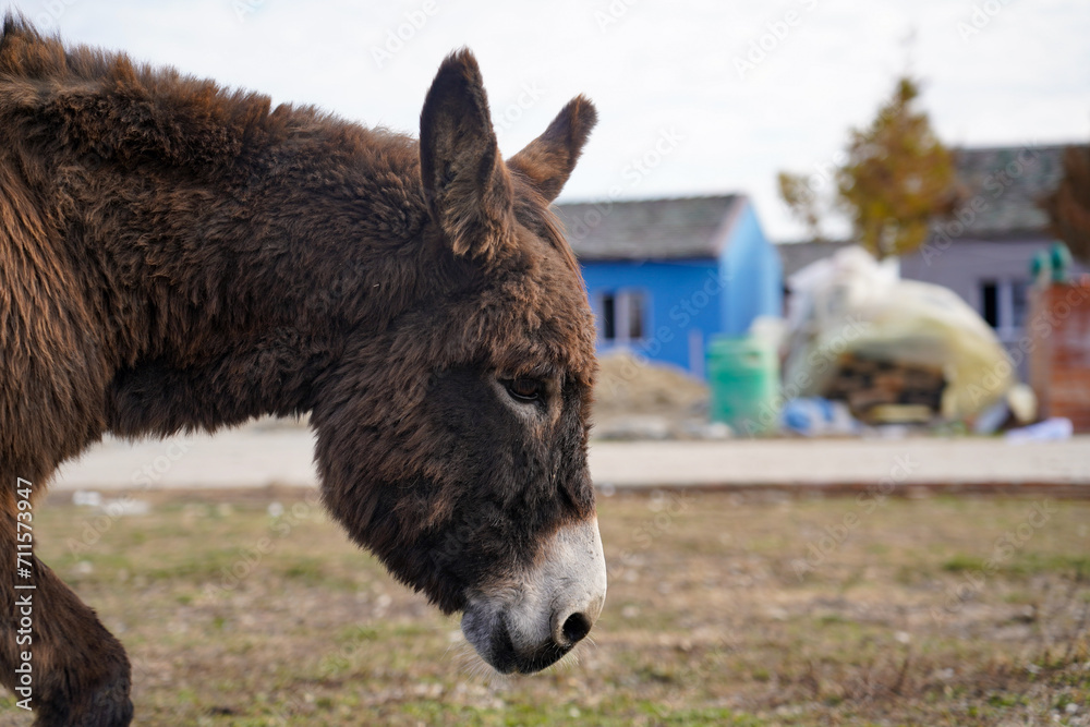 close up shot of donkey head.