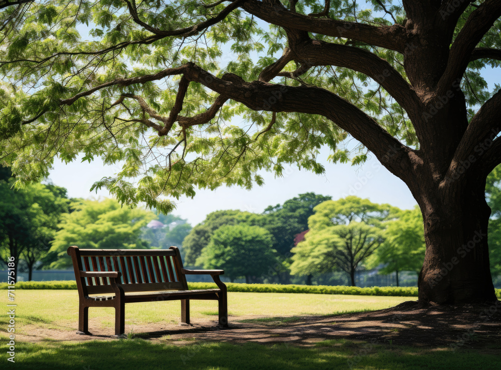 bench in the park