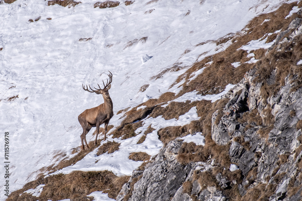 Massive Red deer stag (Cervus elaphus) grazing at the edge of a cliff on a winter morning in a snowy landascape. Alps mountains, Italy. January, horizontal.