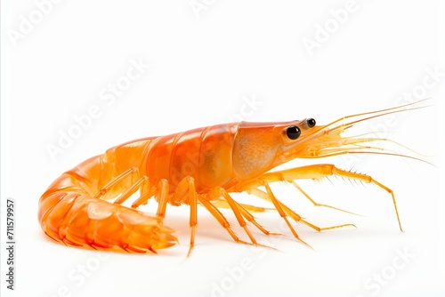 Close up of a single vibrant freshwater shrimp, beautifully isolated on a pure white background