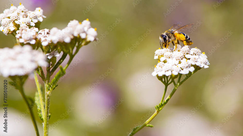 bee in yellow pollen on a background of white flowers. white wild flower Achillea millefolium and wild bee. honey bee collects nectar on yarrow flowers. close-up, bokeh, natural background