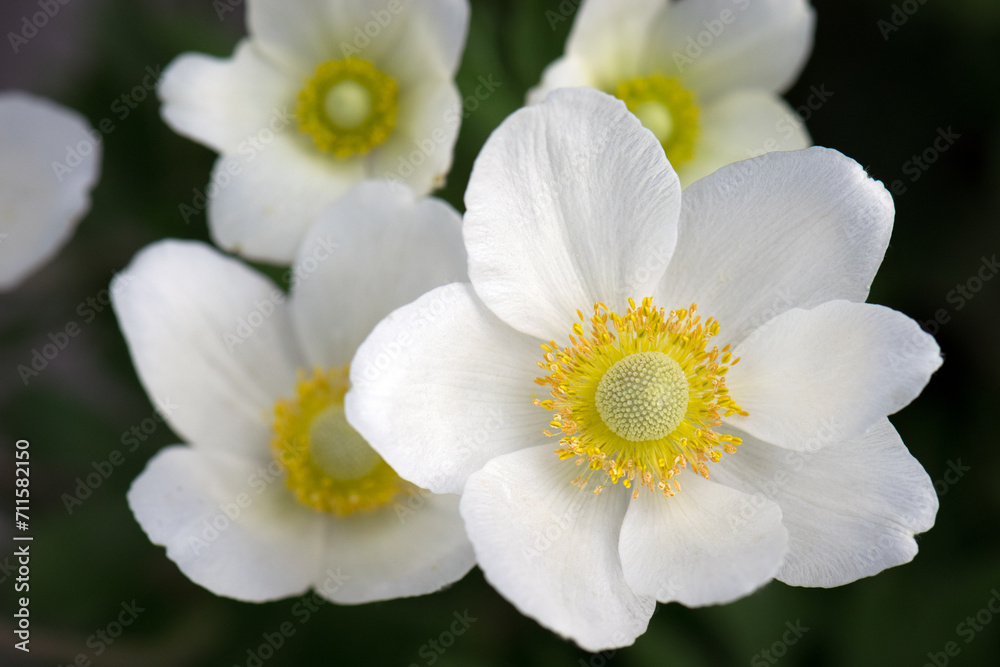 Anemone sylvestris. delicate flowers in the garden, in the flowerbed. floral background. beautiful delicate Anemone sylvestris. white flowers on a natural green background. close-up Anemone sylvestris. delicate flowers in the garden, in the flowerbed. floral background. beautiful delicate Anemone sylvestris. white flowers on a natural green background. close-up