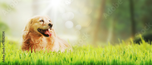 Bilde på lerret Beautiful dog walking in the grass
