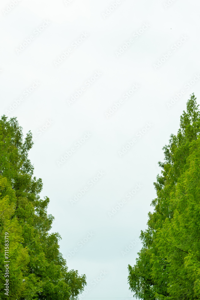 Fototapeta premium 左右に木が並ぶ（背景白）
